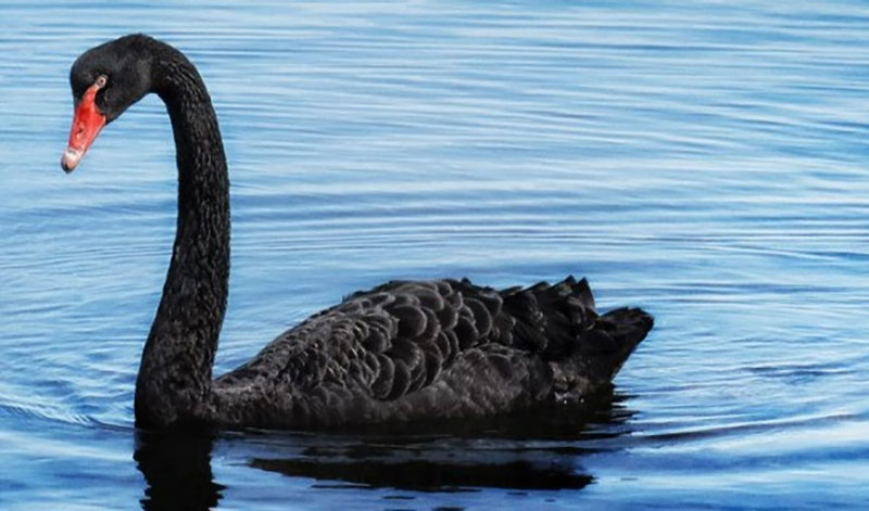 Giá bán thiên nga ở các nước: Đắt rẻ đủ loại